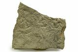 Fossil Bird (Avipeda) Track Plate - Green River Formation, Utah #352247-1